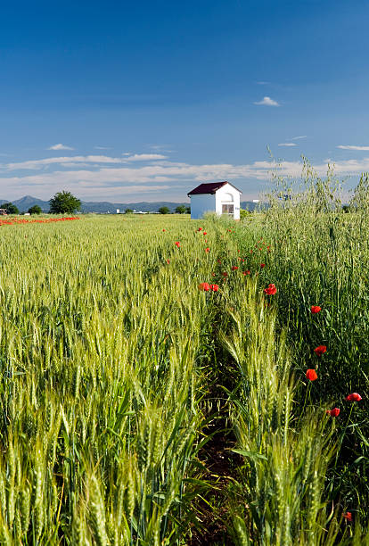 Wheat field stock photo