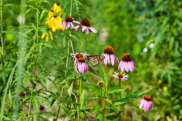 istock Monarch Butterfly on Flower Close-Up 1056150276