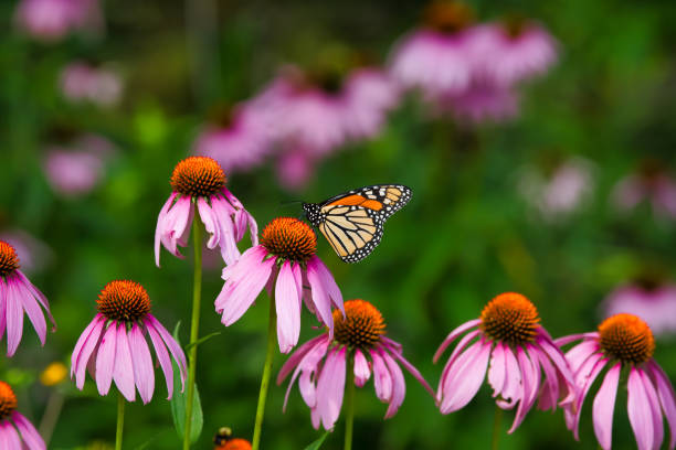 istock Monarch Butterfly on Flower Close-Up 1056150304