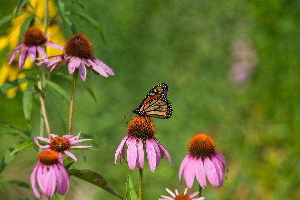 istock Monarch Butterfly on Flower Close-Up 1056150314