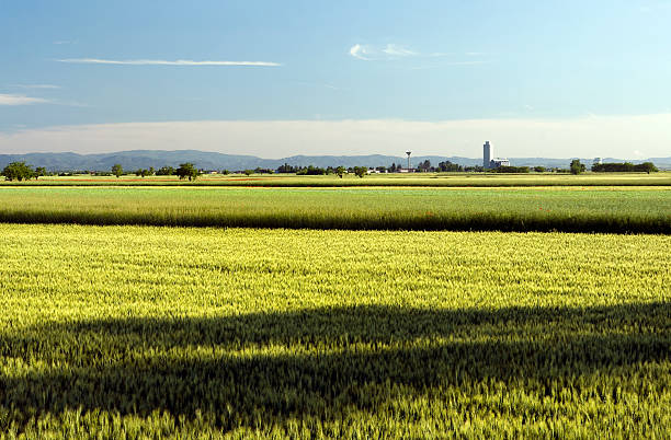 Wheat field stock photo