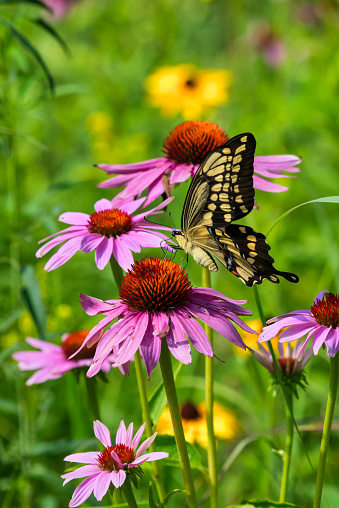 Close-Up of Giant Swallowtail Butterfly in Wild Flowers with Selective Focus