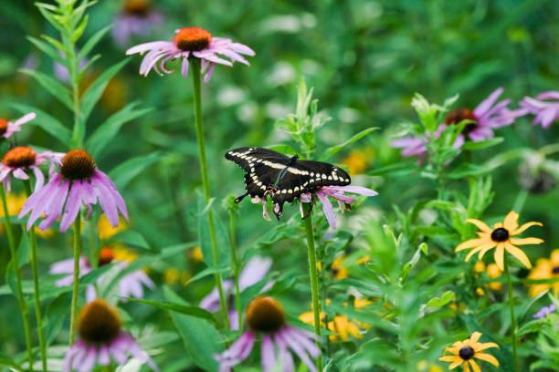 istock Giant Swallowtail Butterfly Close-Up with Spread Wings 1056150678