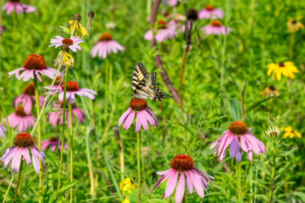 istock Giant Swallowtail Butterfly on Single Flower 1056154440