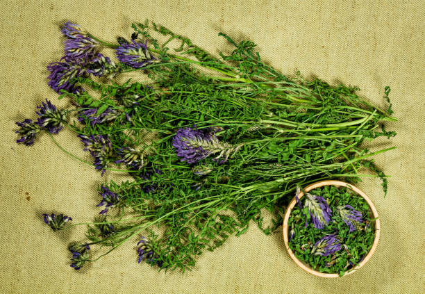 istock Astragalus. Herb for use in alternative medicine, phytotherapy. 1056154664