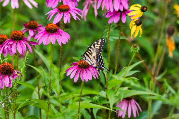 istock Swallowtail Butterfly in Flower Garden 1056155750
