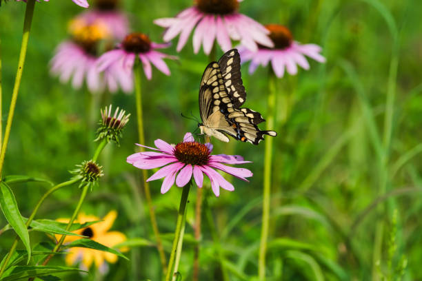 istock Swallowtail Butterfly in Flower Garden 1056155804