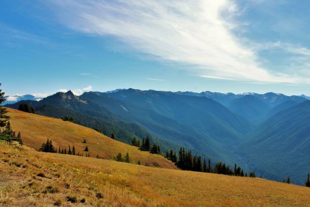 istock Yellow meadow in Washington mountains 1056155864