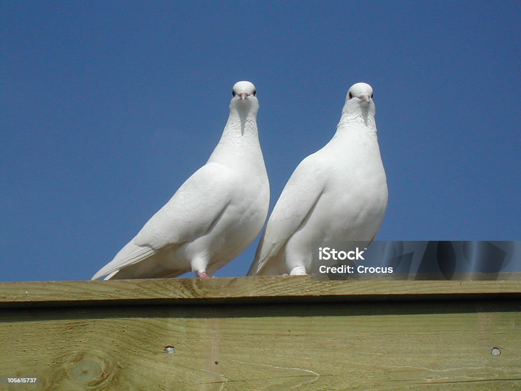 Dos palomas blancas - Foto de stock de Amor - Sentimiento libre de derechos