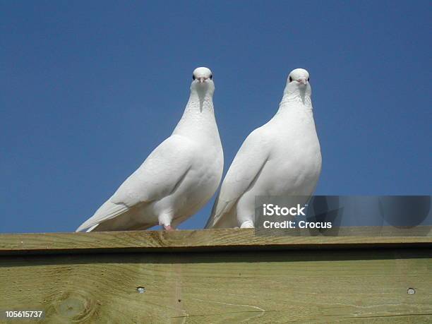 Dwa Białe Doves - zdjęcia stockowe i więcej obrazów Bez ludzi - Bez ludzi, Bezchmurne niebo, Biały