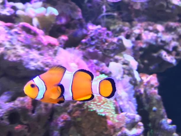 istock Colorful fish on the reef 1056157902