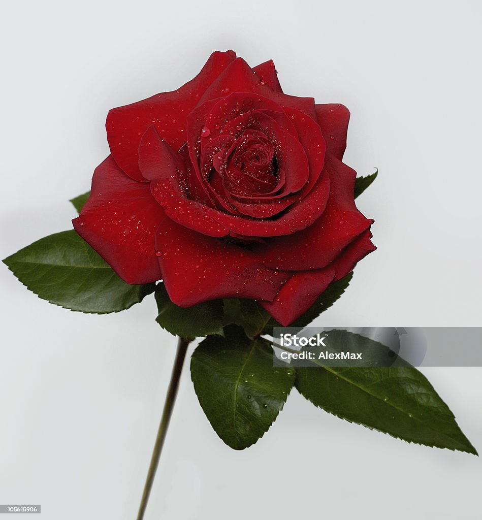 Hermosa flor roja rosa aislado - Foto de stock de Agua libre de derechos