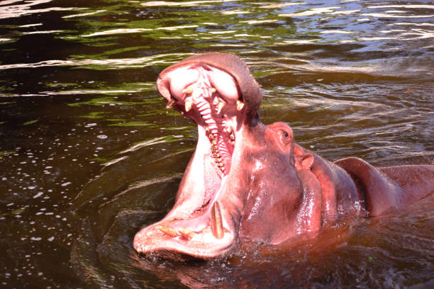 istock hippopotamus swimming  in water 1056160174