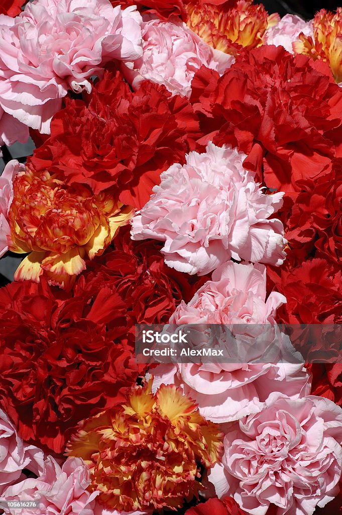 Hermoso colorido peonies - Foto de stock de Abstracto libre de derechos
