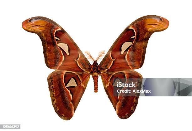 Butterfly Stock Photo - Download Image Now - Abstract, Admiral, Animal