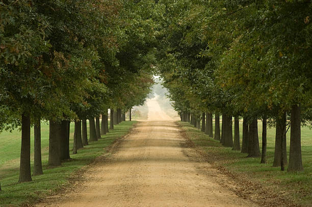 Country road  tree lined driveway stock pictures, royalty-free photos & images