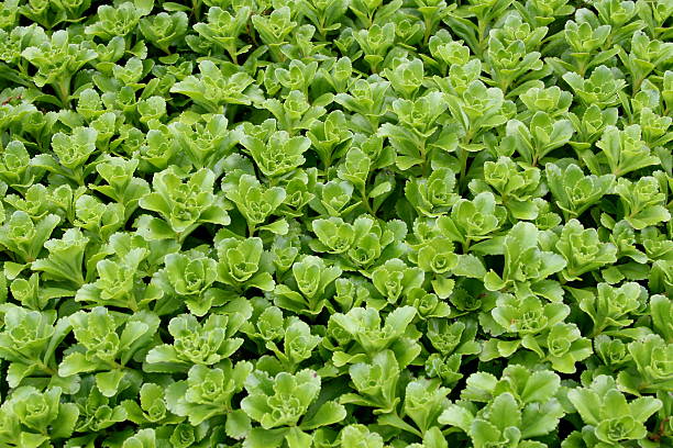 Field of greens stock photo