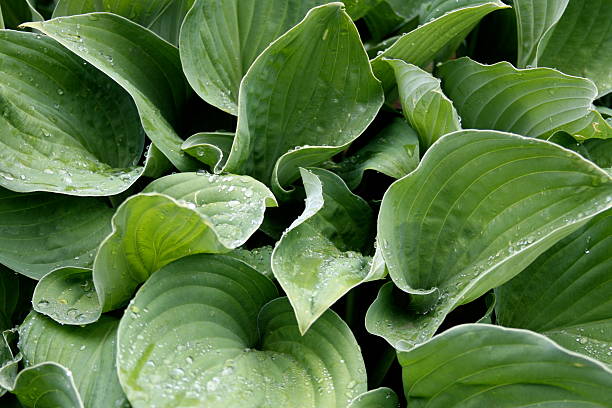 Leafy raindrops stock photo
