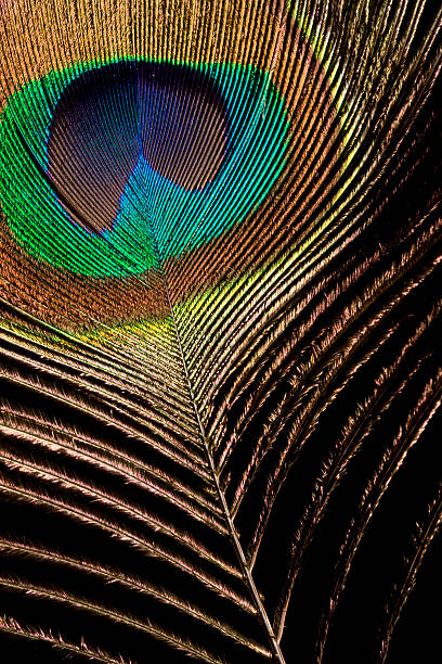 Peacock feather stock photo