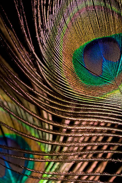 Peacock feathers stock photo