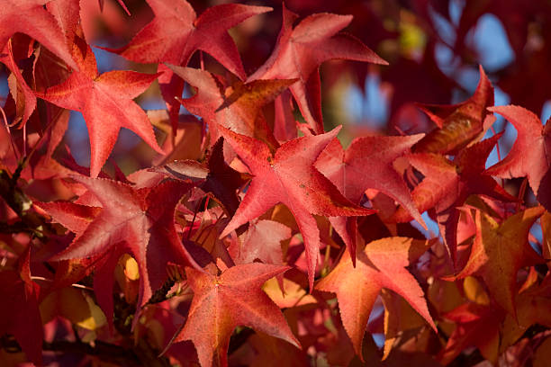 Red Maple leaves stock photo
