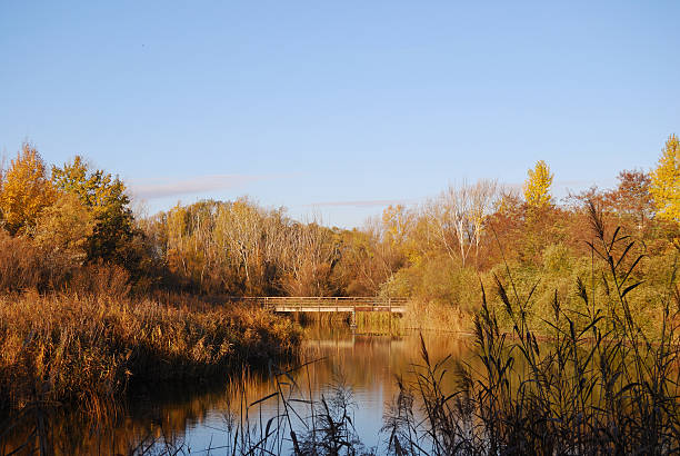 Bridge and Pond Fall Scene  vienna woods stock pictures, royalty-free photos & images