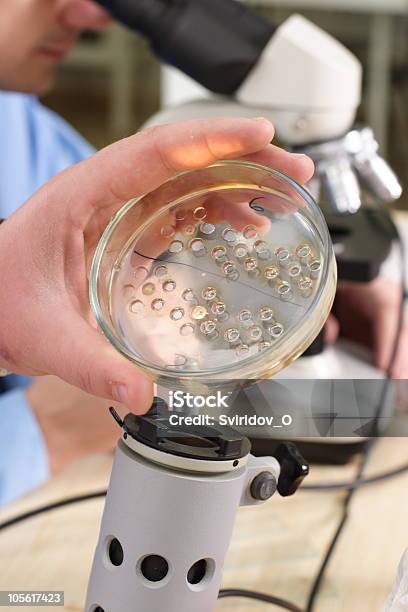 Photo libre de droit de Travail De Laboratoire banque d'images et plus d'images libres de droit de Microscope - Microscope, Oiseau, Vétérinaire