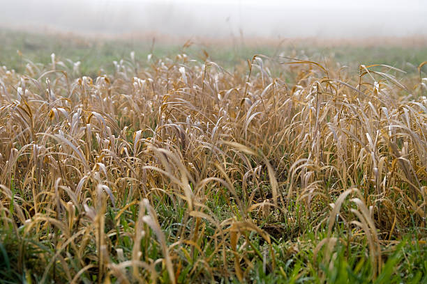 Straw and grass stock photo