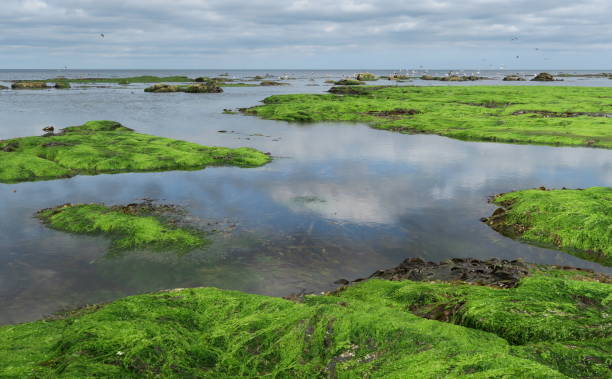 istock sea coast with sea grass and seagulls and cloud reflection 1056177438