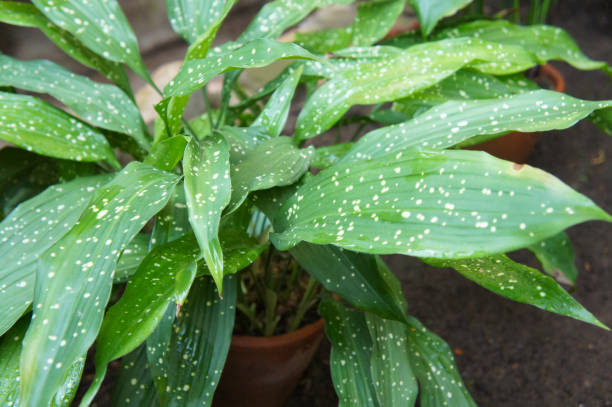 Aspidistra elatior or cast-iron-plant or bar room plant with spotted leaves in pot stock photo