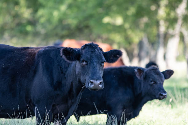 istock Black Angus cow and calf from chest up 1056189084