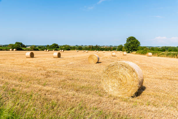 Field with hay bales after harvest in summer Field with hay bales after harvest in summer against blue sky bale photos stock pictures, royalty-free photos & images