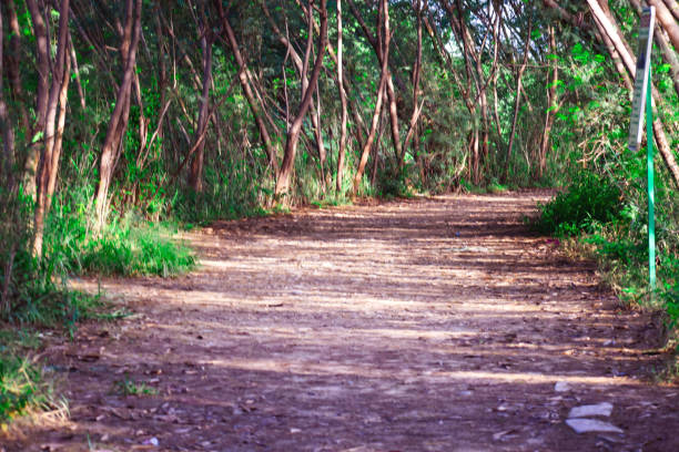 istock passage in forest with trees all around 1056189624