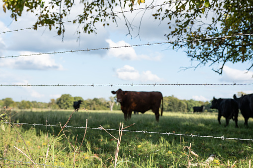 Four strands of barbed wire fence in focus with cattle in a pasture out of focus in the background.