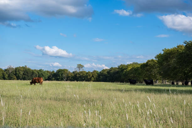 istock Ag background of cattle on tree-lined pasture 1056194274