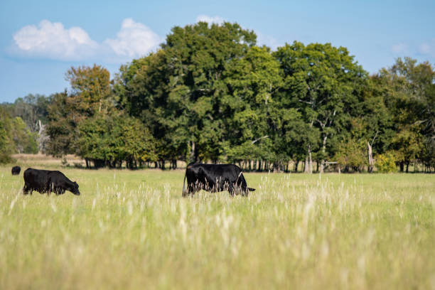 istock Black Angus cows grazing in late summer pasture 1056195828