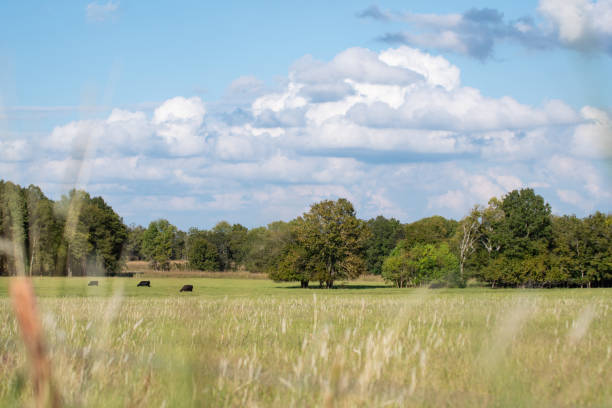 istock Country pasture landscape 1056196076