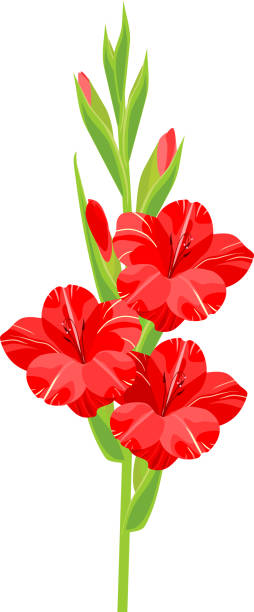blütenstand der gladiole mit roten blüten auf weißem hintergrund - white background isolated on white isolated gladiolus stock-grafiken, -clipart, -cartoons und -symbole