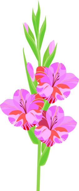 blütenstand der gladiole mit lila blüten isoliert auf weißem hintergrund - white background isolated on white isolated gladiolus stock-grafiken, -clipart, -cartoons und -symbole