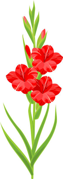 ilustraciones, imágenes clip art, dibujos animados e iconos de stock de inflorescencia de gladiolos con flores rojas aisladas sobre fondo blanco - gladiolus flower white isolated