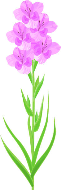 blütenstand der gladiole mit lila blumen und grünen blättern isoliert auf weißem hintergrund - white background isolated on white isolated gladiolus stock-grafiken, -clipart, -cartoons und -symbole