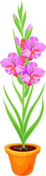 blütenstand der gladiole mit rosa blüten und blätter in blumentopf isoliert auf weißem hintergrund - white background isolated on white isolated gladiolus stock-grafiken, -clipart, -cartoons und -symbole