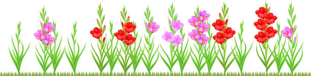 gruppe von blühenden gladiolen pflanze mit blüten in verschiedenen farben, die isoliert auf weißem hintergrund - white background isolated on white isolated gladiolus stock-grafiken, -clipart, -cartoons und -symbole