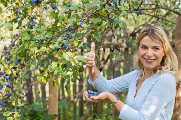istock Harvesting plums in the garden 1056202836