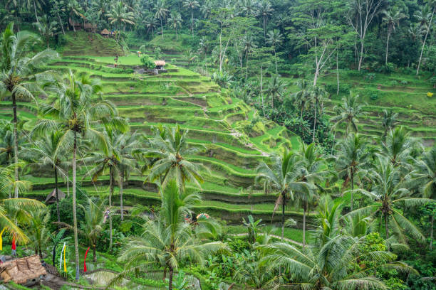 istock Rice terraces in Ubud, Bali, Indonesia 1056203214