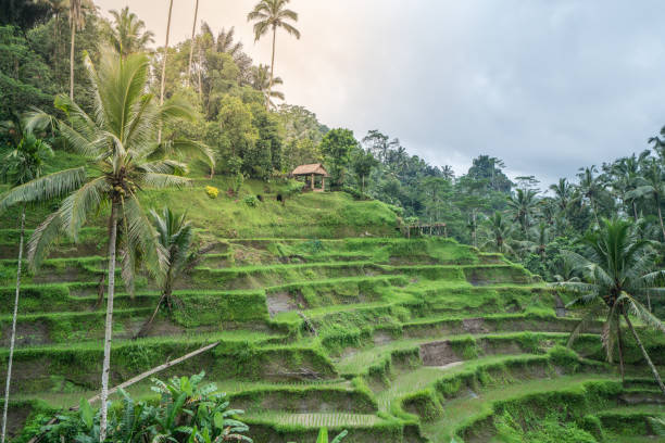 istock Rice terraces in Ubud, Bali, Indonesia 1056203450