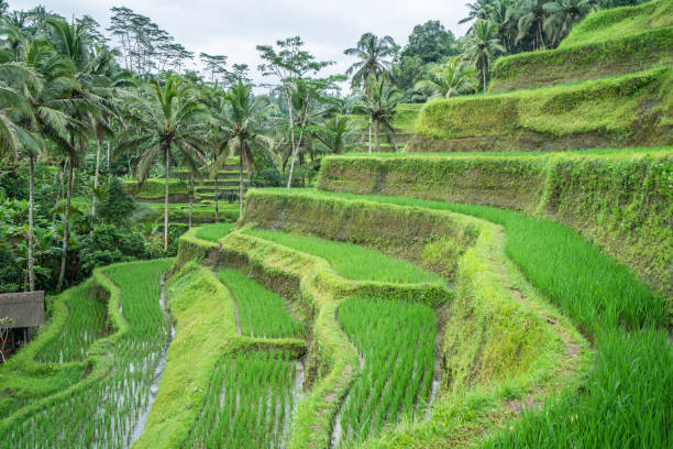 istock Rice terraces in Ubud, Bali, Indonesia 1056203558