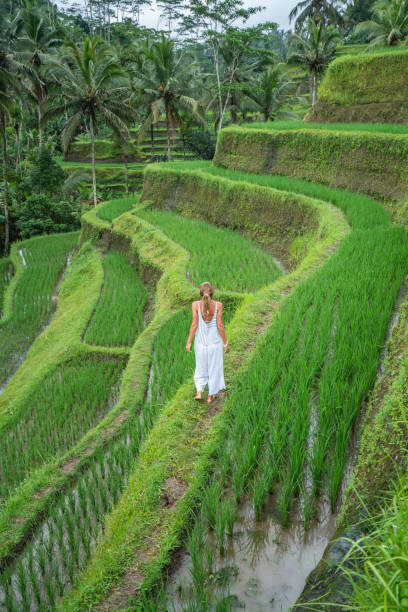 istock Female walking in rice terrace 1056204764