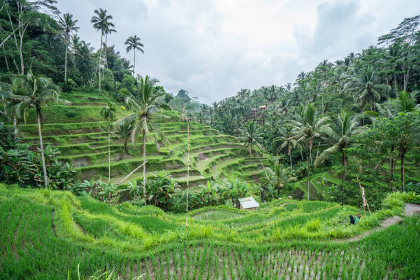 istock Rice terraces in Ubud, Bali, Indonesia 1056204808