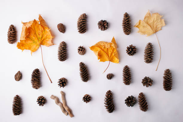 istock Autumn Arrives. Fall Background, Design concept. Flat lay. Minimal background. Yelllow Maple leaf and wooden palnt on white. Vintage Concept 1056205170